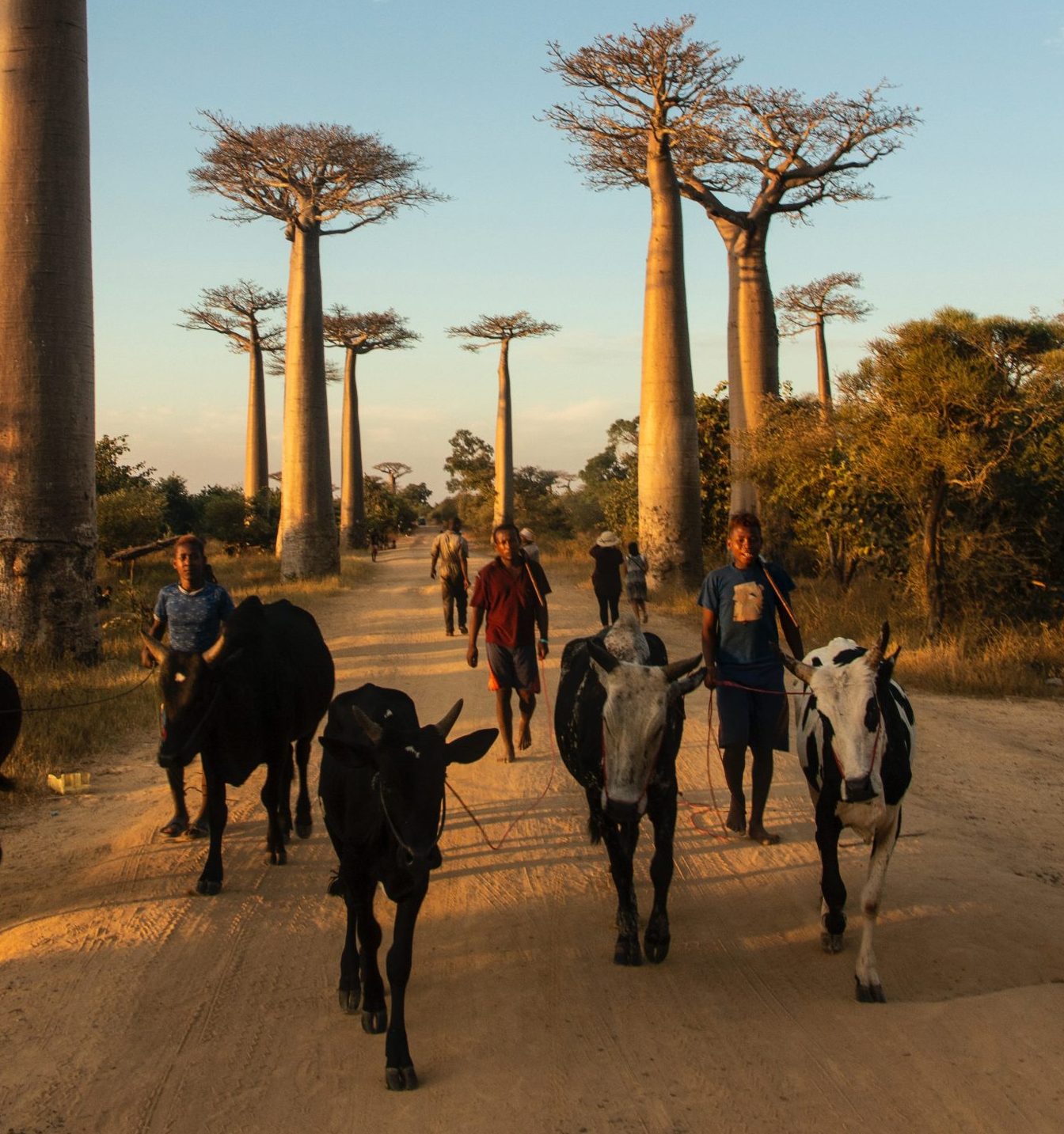 land rights madagascar